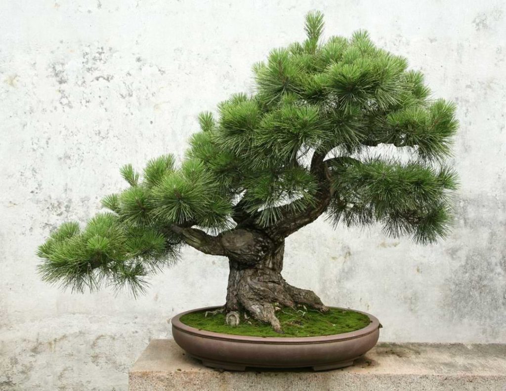 Master Advanced Bonsai Tree Care