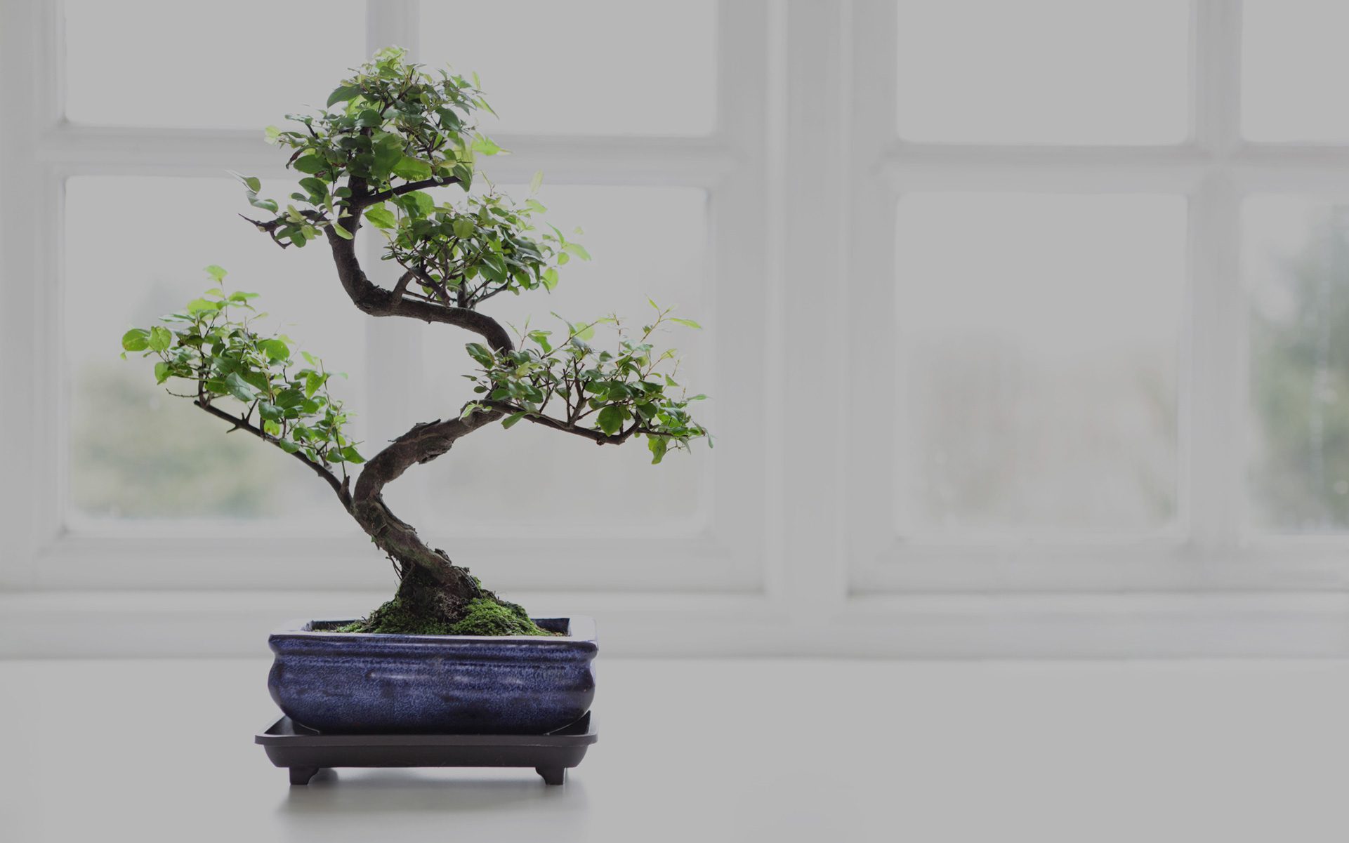 4 Things You Need To Know Before Buying Your First Bonsai Tree