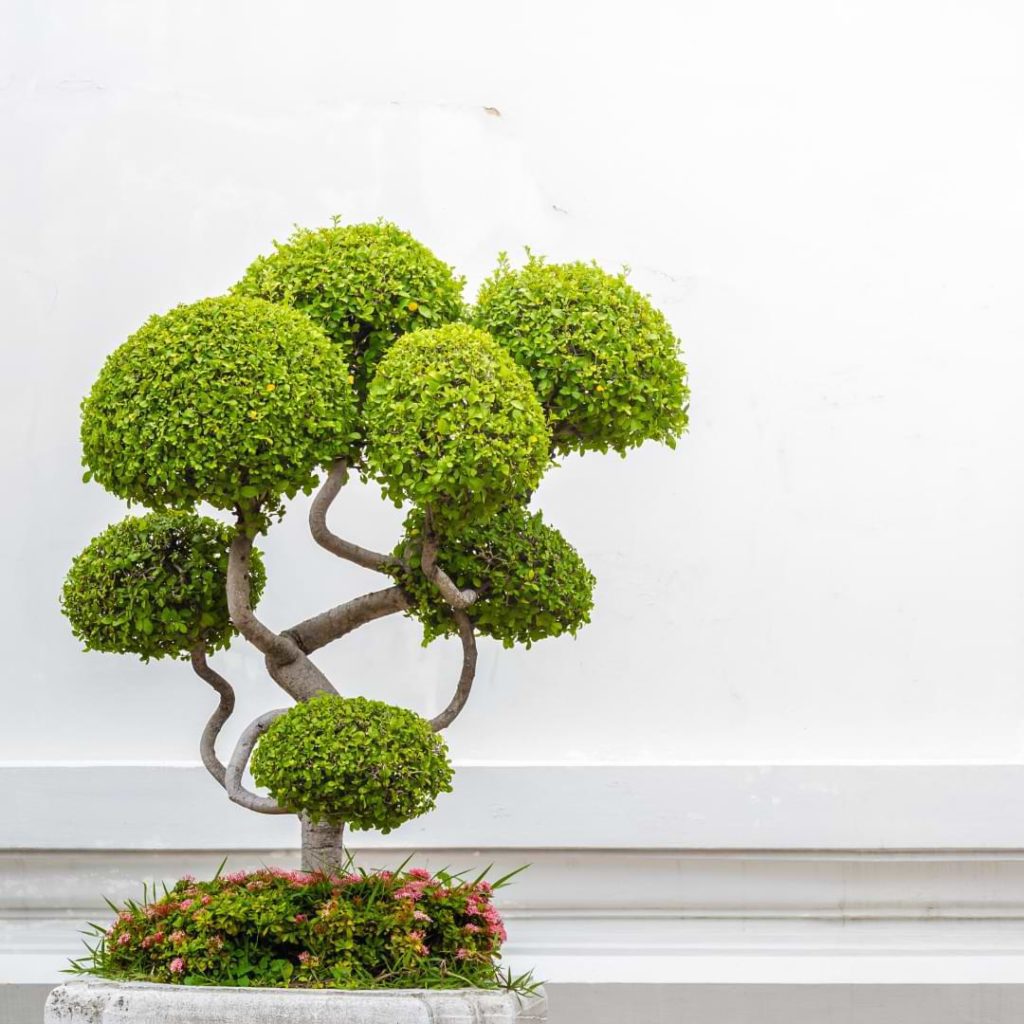 Top-Bonsai-Tree-Instagram-Accounts