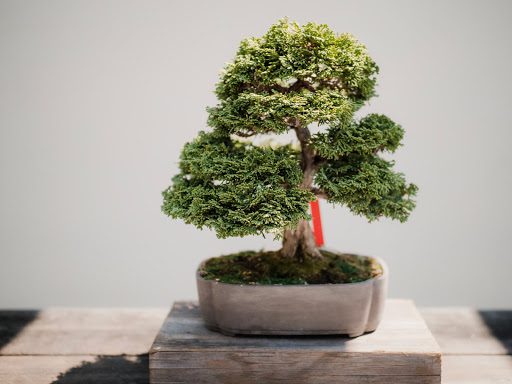 How to Keep Your Bonsai Tree Small