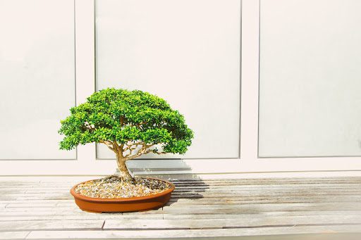 Live Dwarf Australian Weeping Willow Bonsai Tree - Fast Growing,  Indoor/Outdoor Bonsai Material