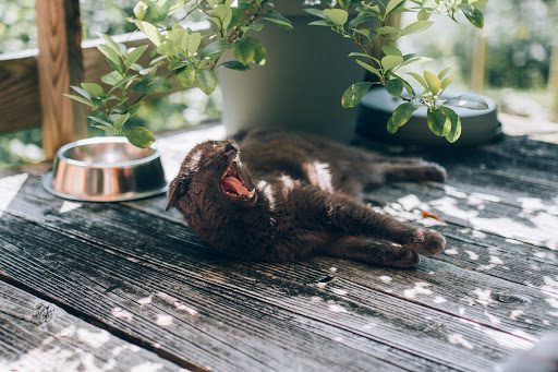 Bonsai Trees for Cats: A Guide to Feline-Friendly Growing