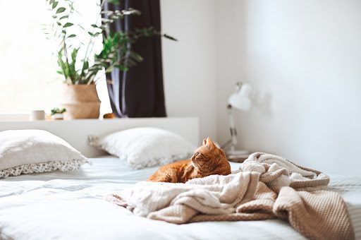 Bonsai tree care and cat safety are not mutually exclusive. With a little foresight and strategic planning, you can have both of these wonderful companions in your life for the long haul.Â