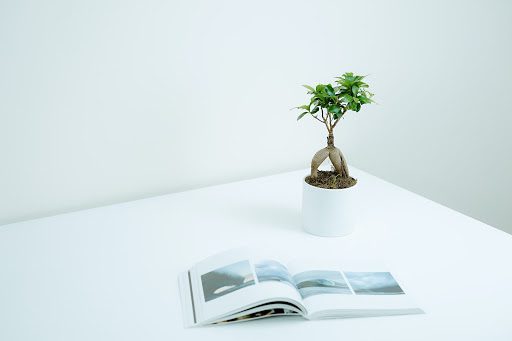 How to Keep Your Bonsai Tree Small