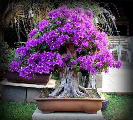 Why, How & When to Wire a Bonsai