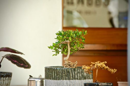 Don’t Panic! Common Bonsai Tree Problems and What to Do Next