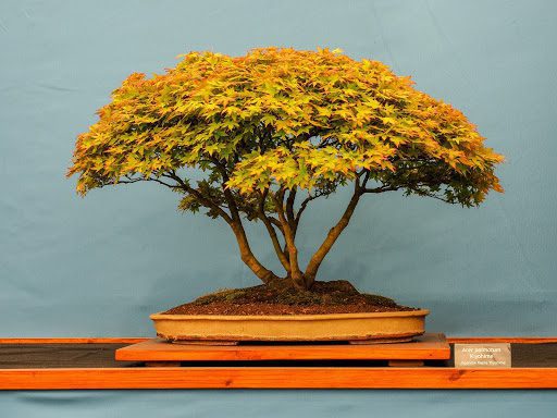 Bonsai Tree Turning Brown?