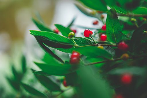 How to Care for Your Bonsai Fruit Tree (and Our Three Favorites!)