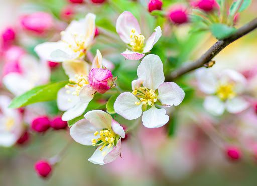 How to Care for Your Bonsai Fruit Tree (and Our Three Favorites!)