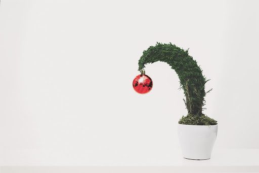 The Only Bonsai Tree Care Calendar You’ll Ever Need