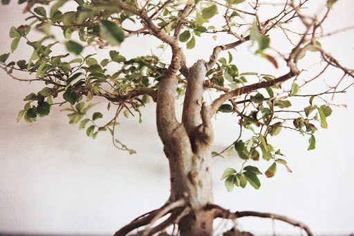As the days get longer and temperatures begin to rise, your bonsai will stir from its winter slumber.