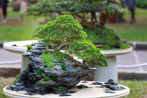 As the heat of summer comes into full effect, most deciduous bonsai benefit from a bit of midday shade.