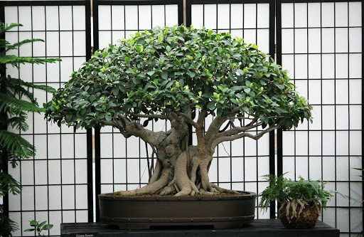 How to Pick the Right Location for Your Bonsai to Grow