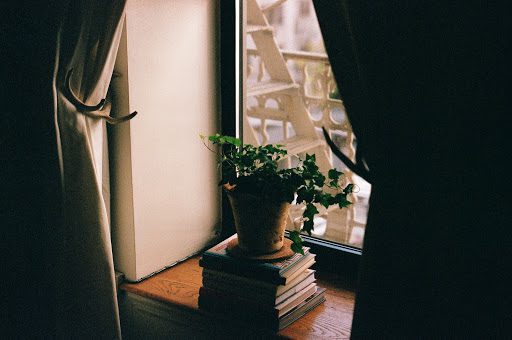 How to Pick the Right Location for Your Bonsai to Grow