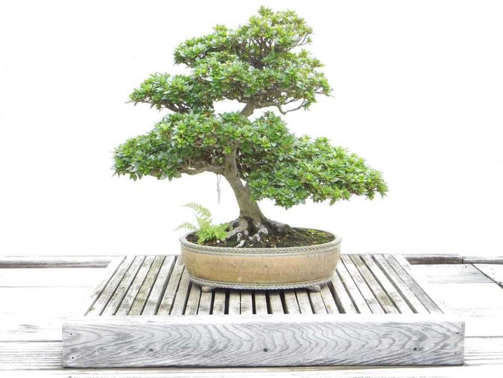 bonsai-5181549_1920