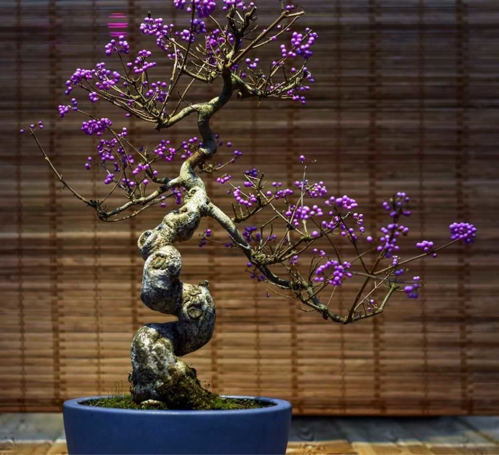 bonsai-tree-with-purple-flowers-2M9AK9G-scaled-e1611331045601