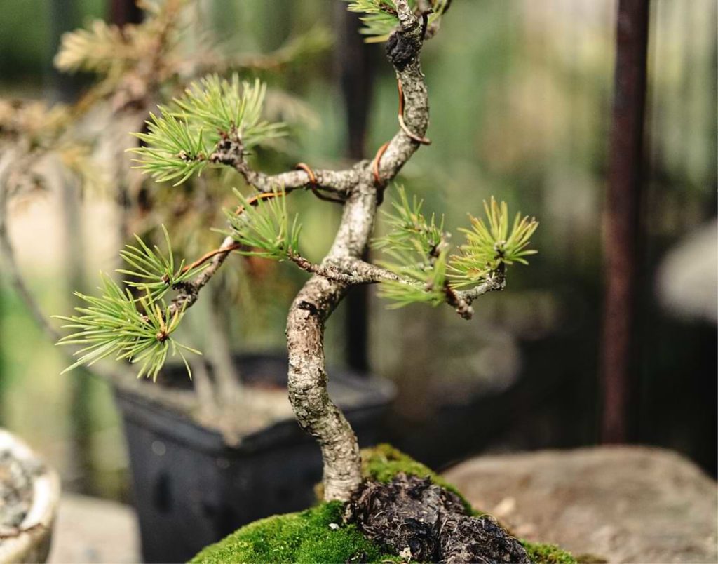 beautiful-little-trees-bonsai-variety-on-the-yard-52H7R6W