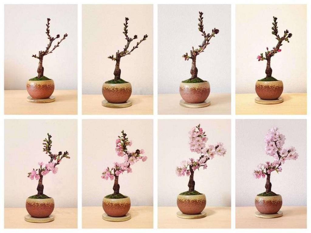sakura bonsaicherry blossom QGKUGT4