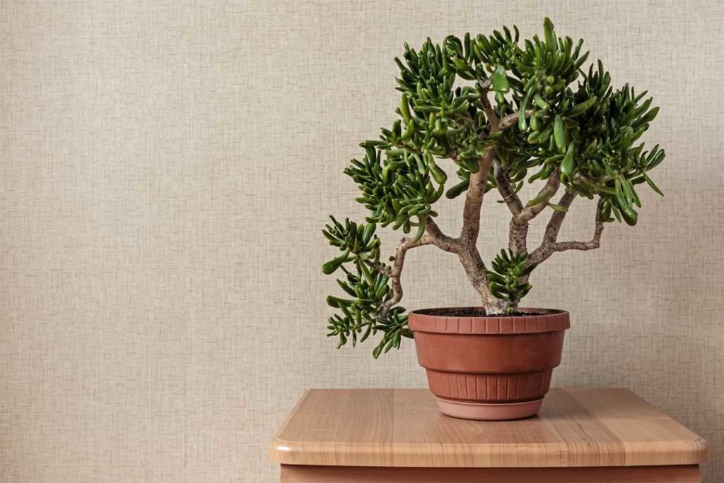 small-bonsai-tree-hobbit-growing-in-a-red-flowerpo-HP6HJKS