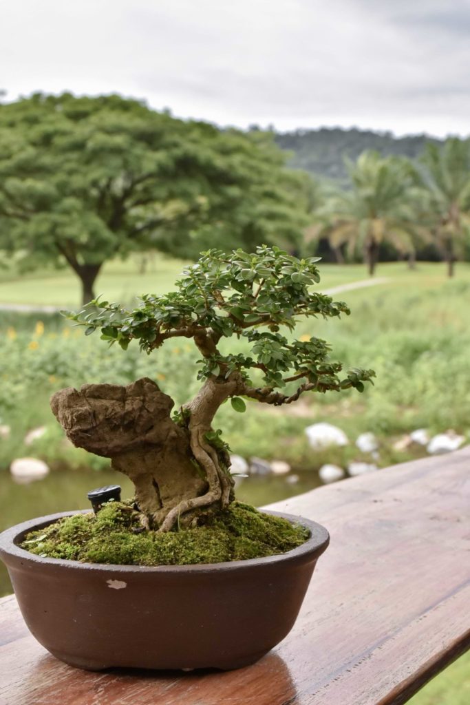 deciduous-bonsai-with-buds-and-thick-trunk-in-a-po-A74BTG2