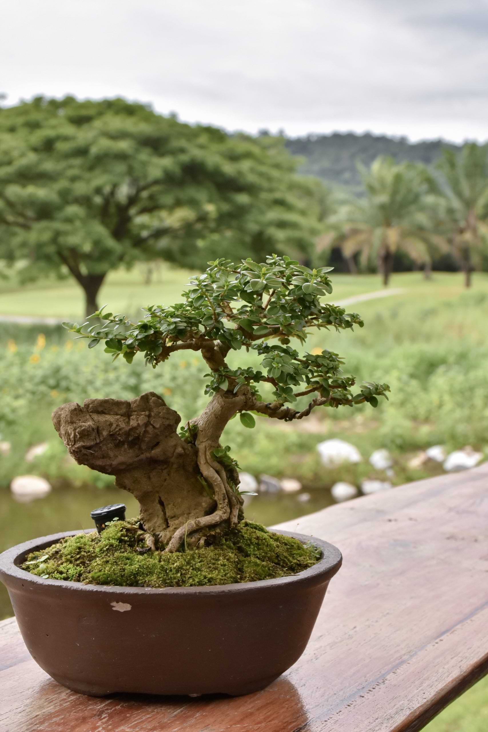 Choosing the Right Pot Size for Bonsai Trees