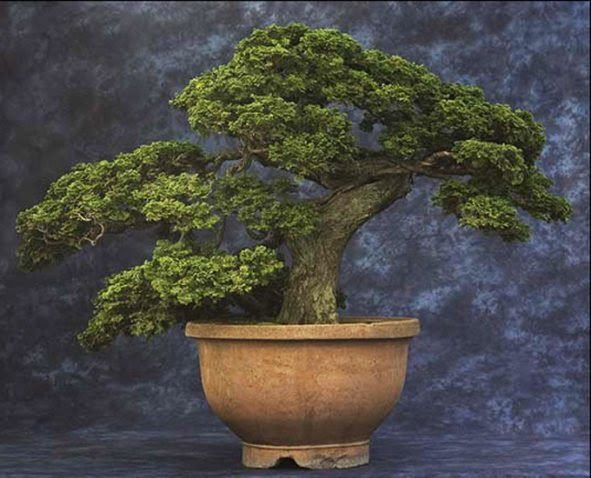 Bonsai Tree