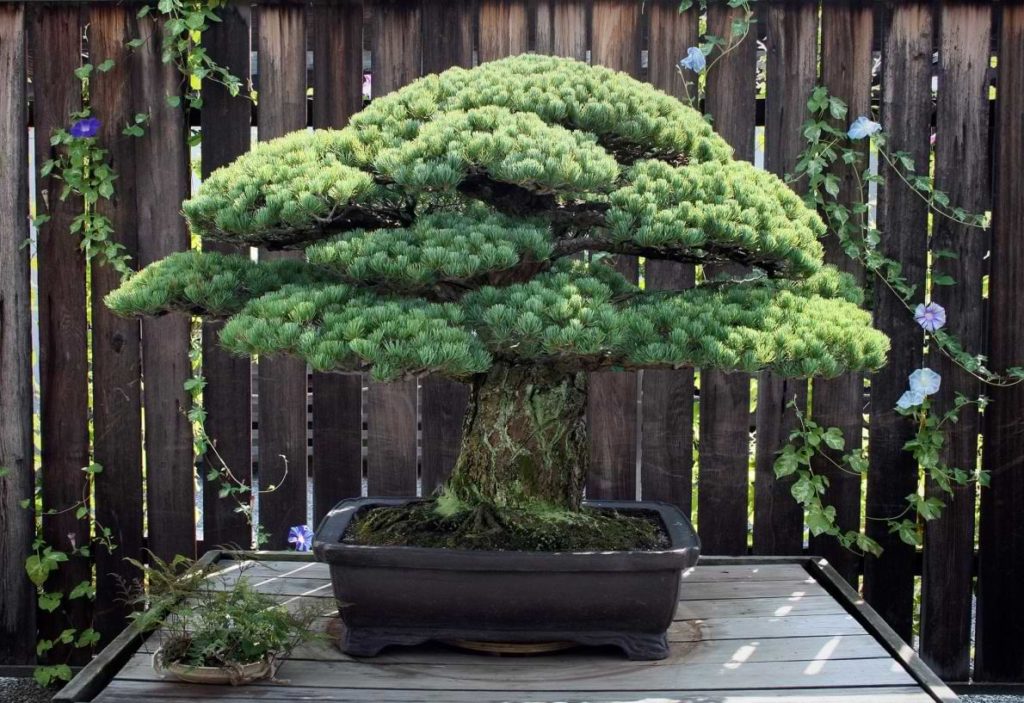 Oldest bonsai