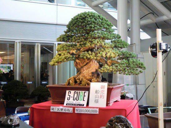 Bonsai Tree