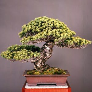 This list of oldest bonsai trees takes a look at a few of the most fascinating specimens. Read more to see the oldest bonsai in the world!