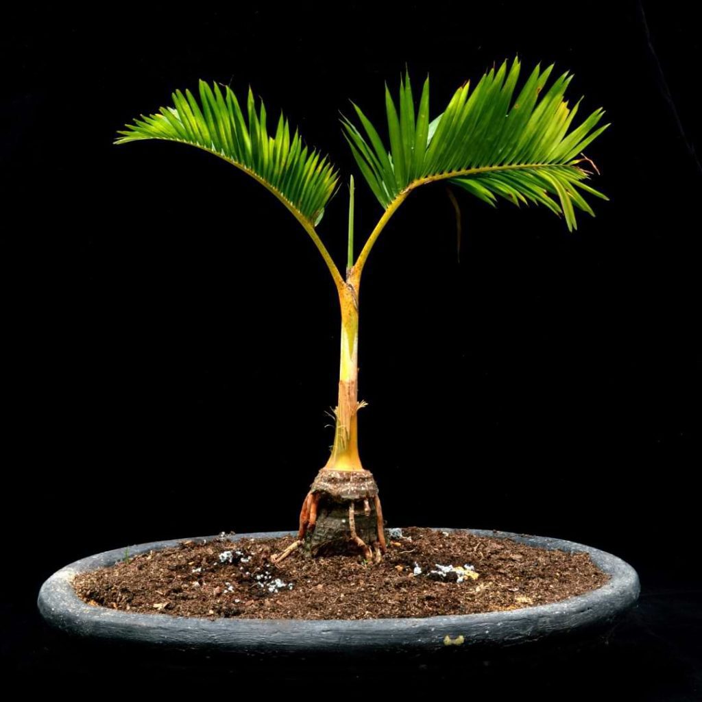 Bonsai Palm Tree