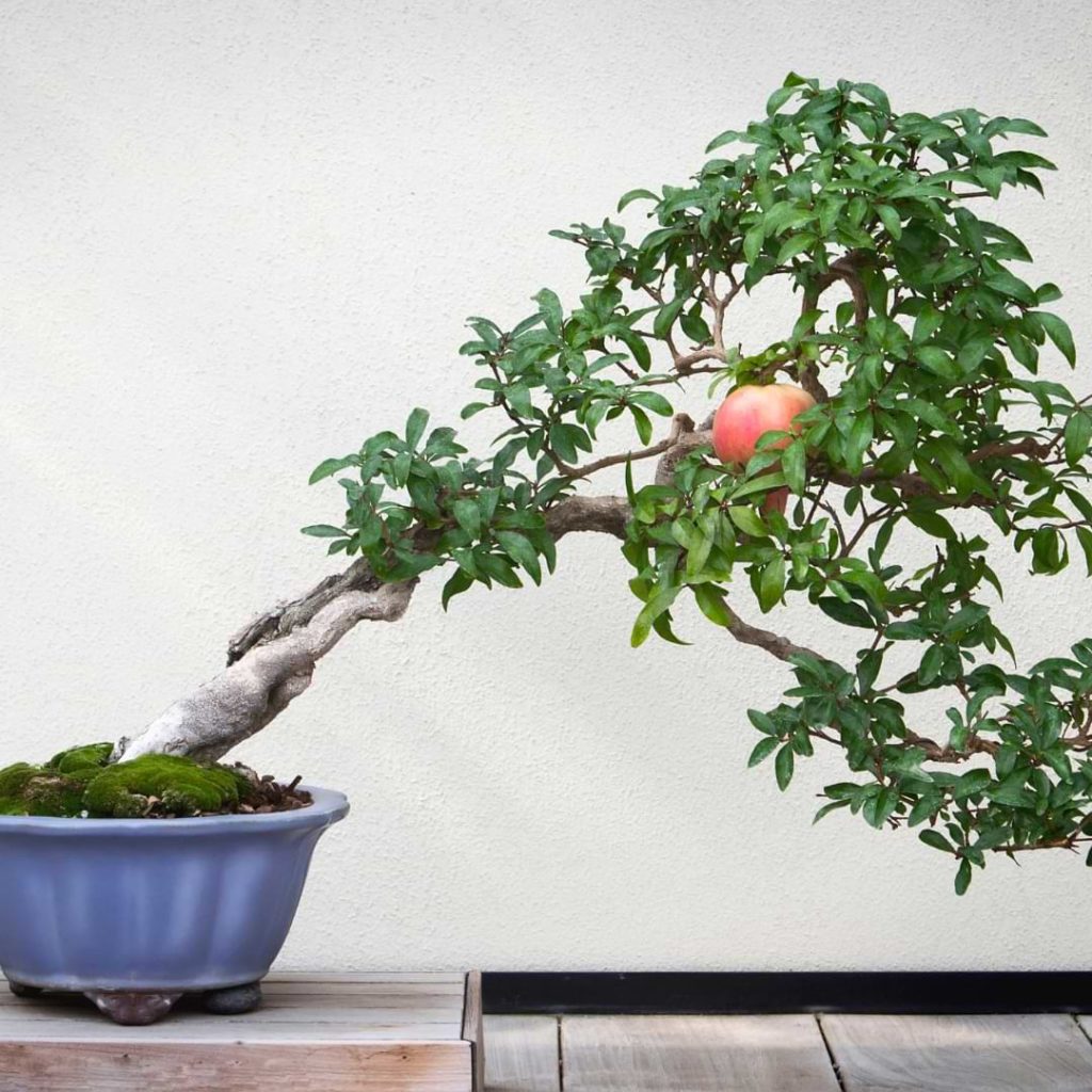Pomegranate Bonsai