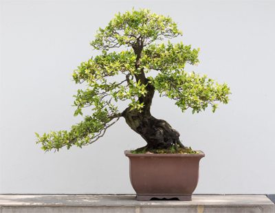 Does advanced bonsai tree care seem like a challenge