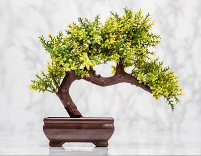 Advanced bonsai tree care tip