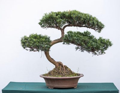 Experiment with bonsai wiring techniques