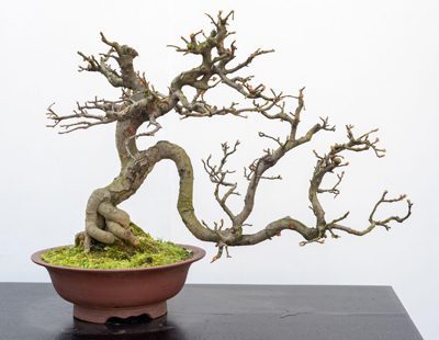 Create bonsai deadwood