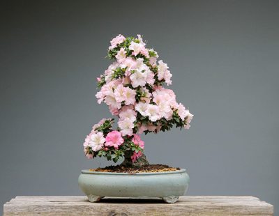 Defoliate your bonsai