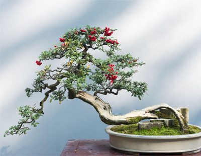 Feed and fertilize your bonsai regularly
