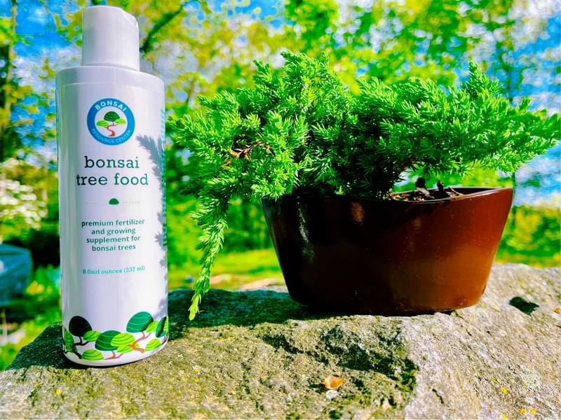 Bonsai ficuses are beautiful and satisfying to care for. Many beginners find them easier to work with. They tolerate lower light best.