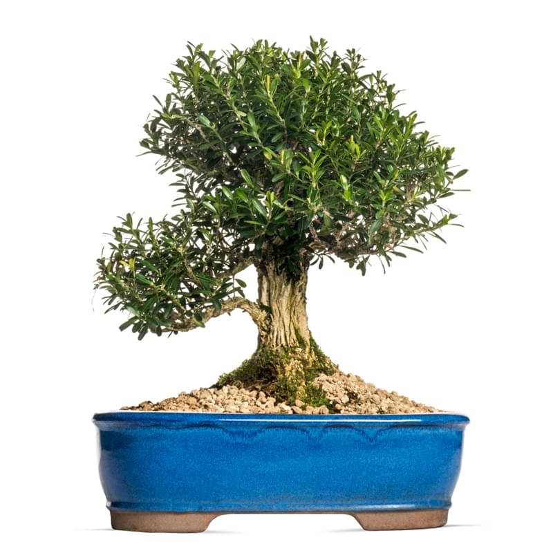 Boxwood Bonsai Tree