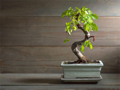 Chinese Elm Bonsai