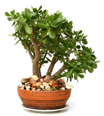 Crassula (Jade) Bonsai