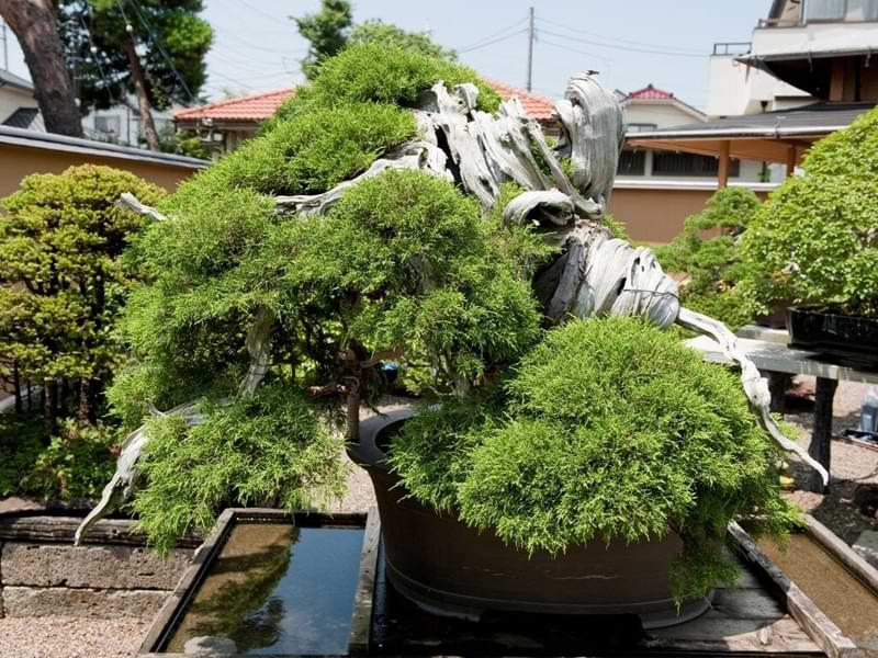 Juniper Bonsai Tree Omiya Japan