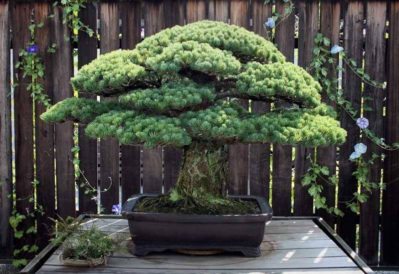 This list of oldest bonsai trees takes a look at a few of the most fascinating specimens. Read more to see the oldest bonsai in the world!