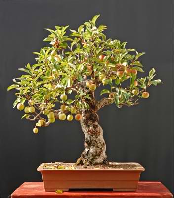 outdoor-bonsai