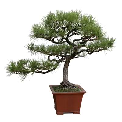 The 8 most heat-resistant bonsai species - Mistral Bonsai