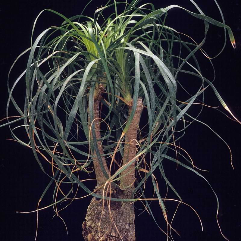 Sago Palm Bonsai