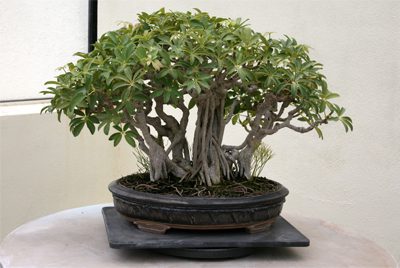 Schefflera Bonsai