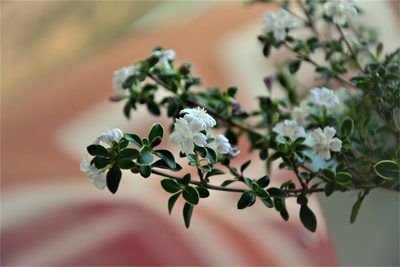 Serissa Japonica (Snow Rose) Bonsai