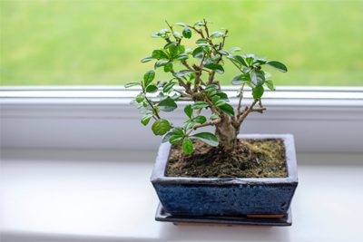 Carmona Bonsai