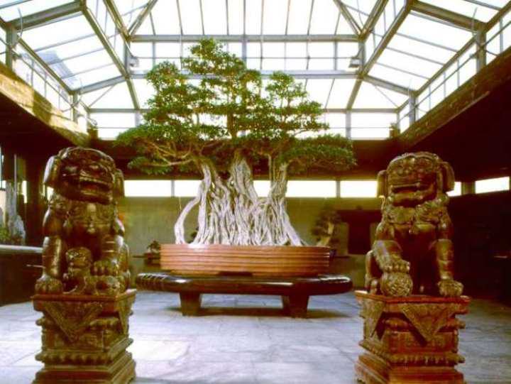 This list of oldest bonsai trees takes a look at a few of the most fascinating specimens. Read more to see the oldest bonsai in the world!